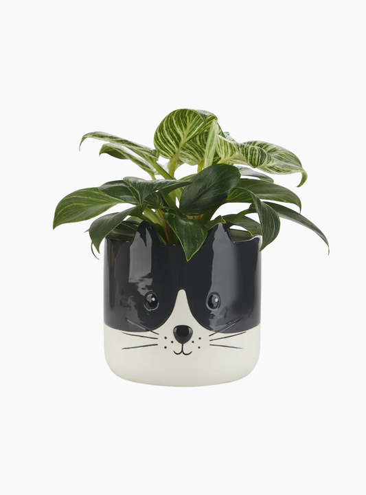 Maceta Kitty Balvi de cerámica con cara de gato decorativa